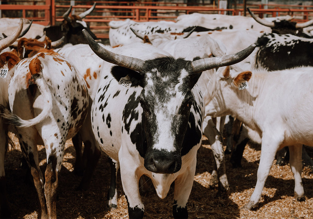 Cattle breeders in Victoria and NSW